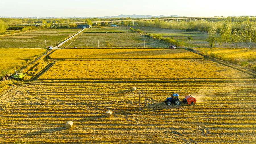 大型農業機械在金黃的稻田裡來回穿梭。趙辰攝