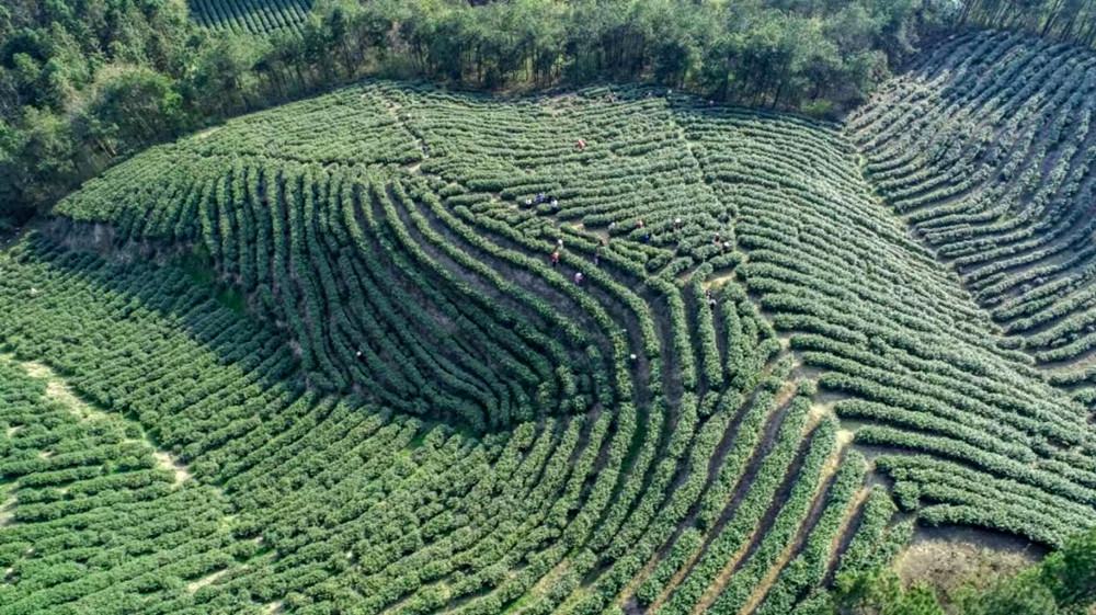 唐湾镇利用山场资源优势大力发展茶产业。
