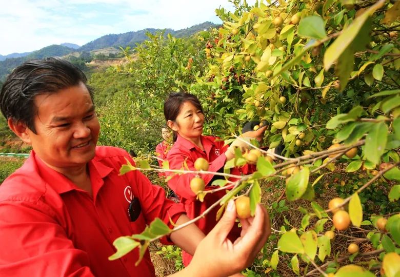 油茶飘香茶农乐