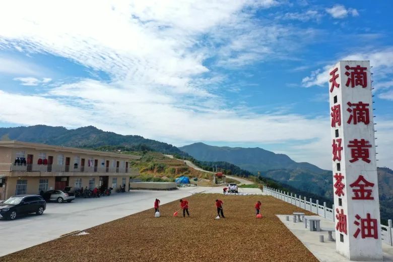 油茶飘香茶农乐