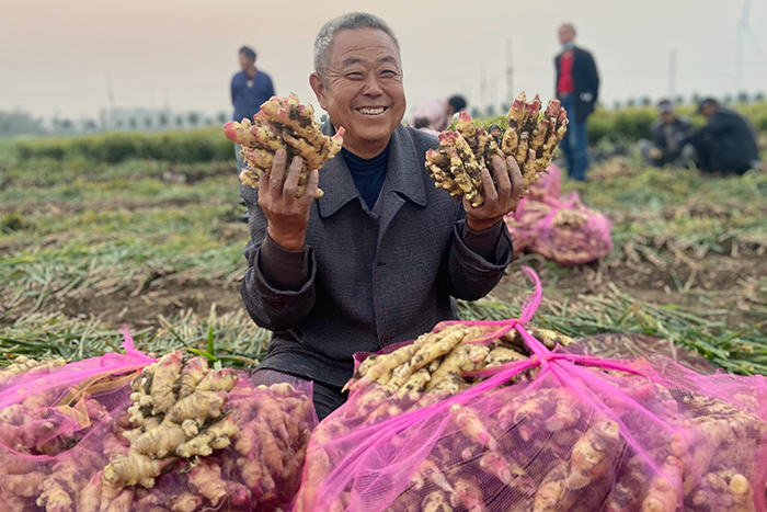黄姜喜获丰收。利辛县委宣传部供图