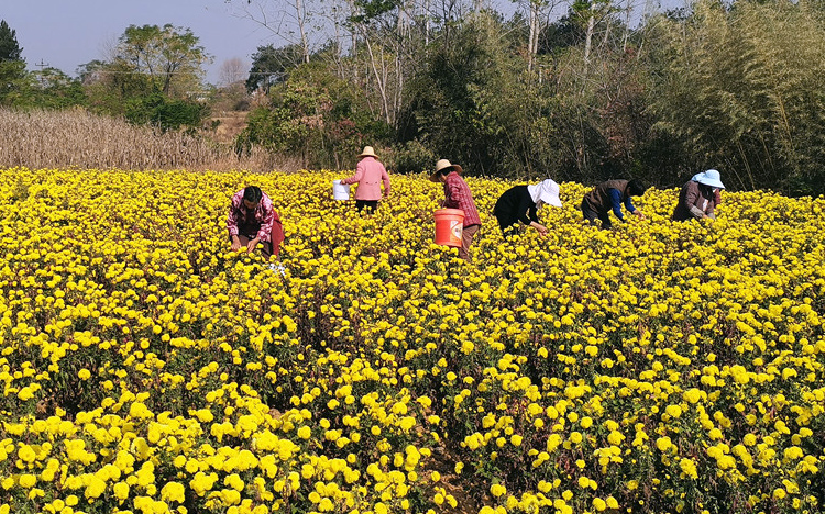 图为村民们在采摘金丝皇菊。
