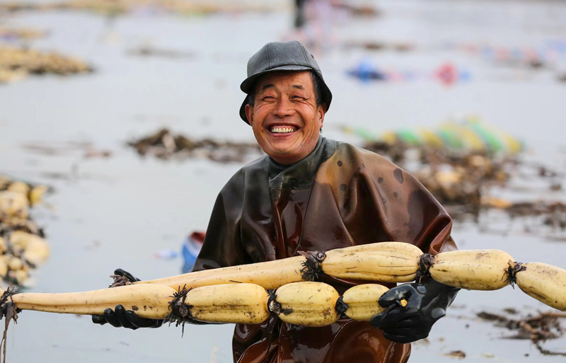 上殿湖蓮藕喜獲豐收。