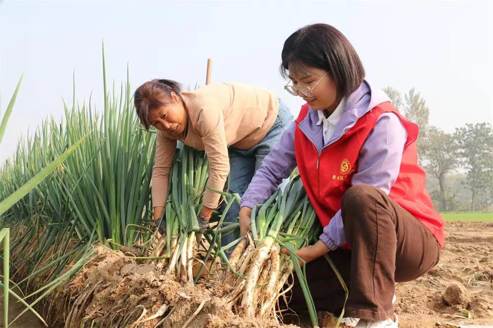 志愿者正在帮农户收葱。谯城区古井镇供图