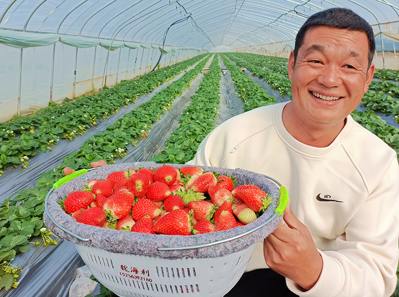草莓新鮮上市。利辛縣委宣傳部供圖