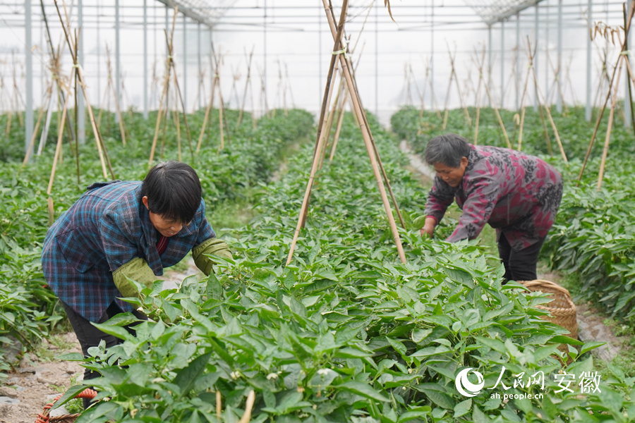白林村的蔬菜大棚內，村民們正忙著採摘辣椒。人民網 陳若天攝