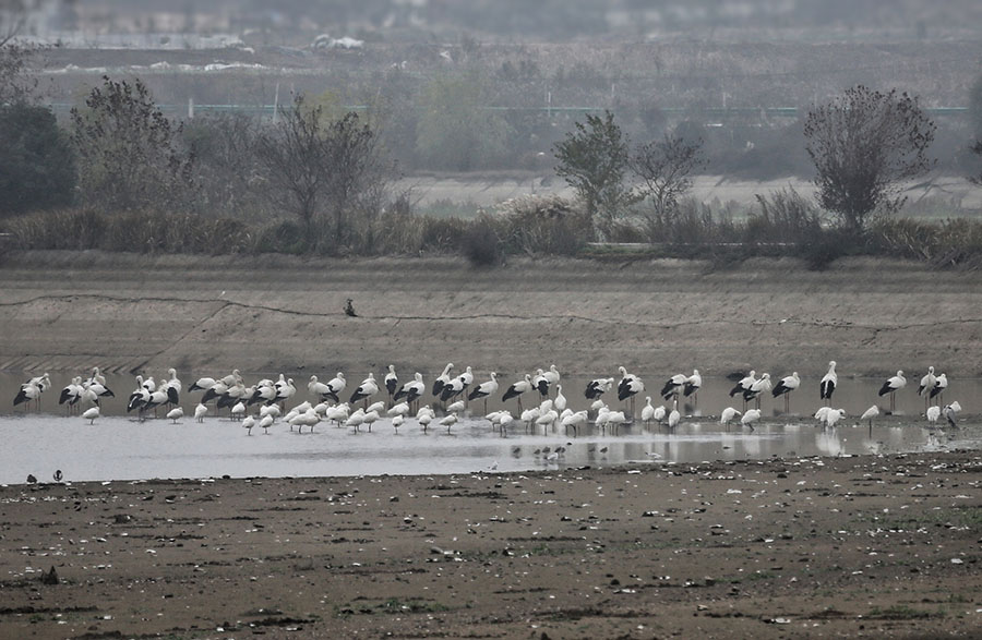 “国宝”合照。国家一级保护动物东方白鹳和国家二级保护动物白琵鹭。钱茂松摄