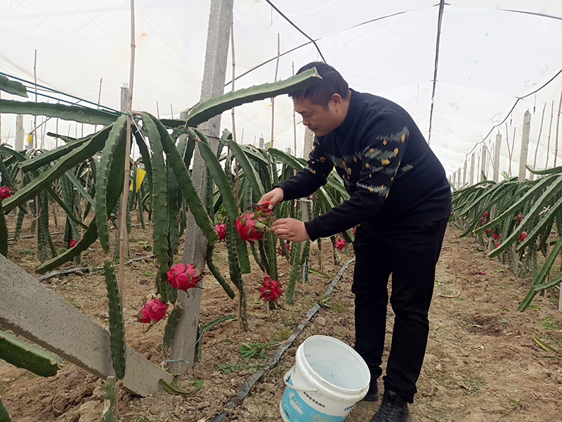 張雷在大棚採摘火龍果。黃墓村村委會供圖