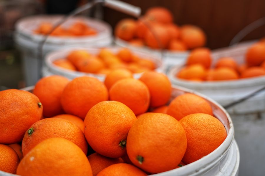 柑橘“红美人”迎来丰收季。程力摄