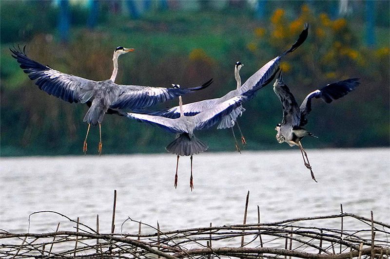 在奎湖越冬的野生鳥類。盛學鋒攝
