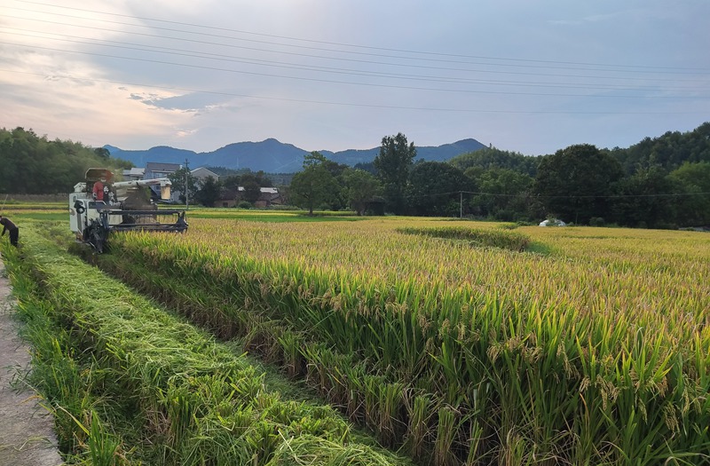 龍泉市蘭巨鄉梅垟村再生稻種植基地。雷錦超攝