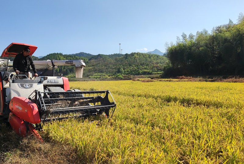 龍泉市蘭巨鄉梅垟基地喜獲豐收。雷錦超攝