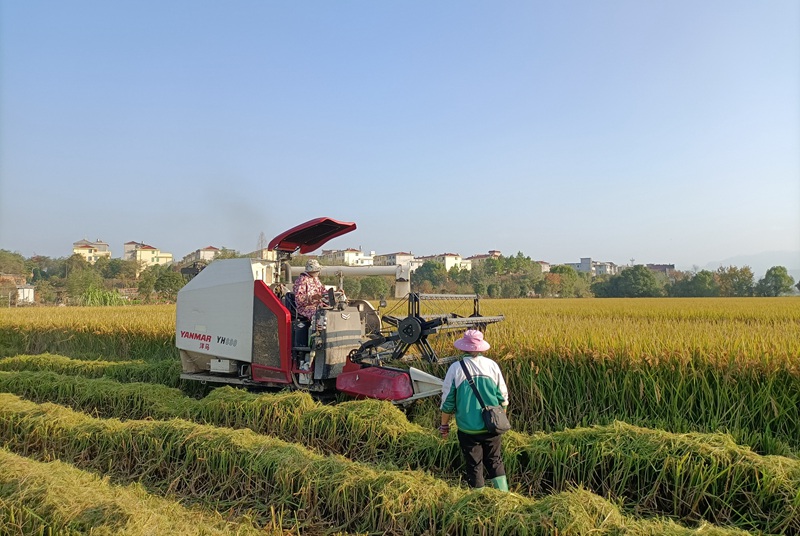 永康市糧食生產功能區迎來豐收。永康市農業農村局供圖
