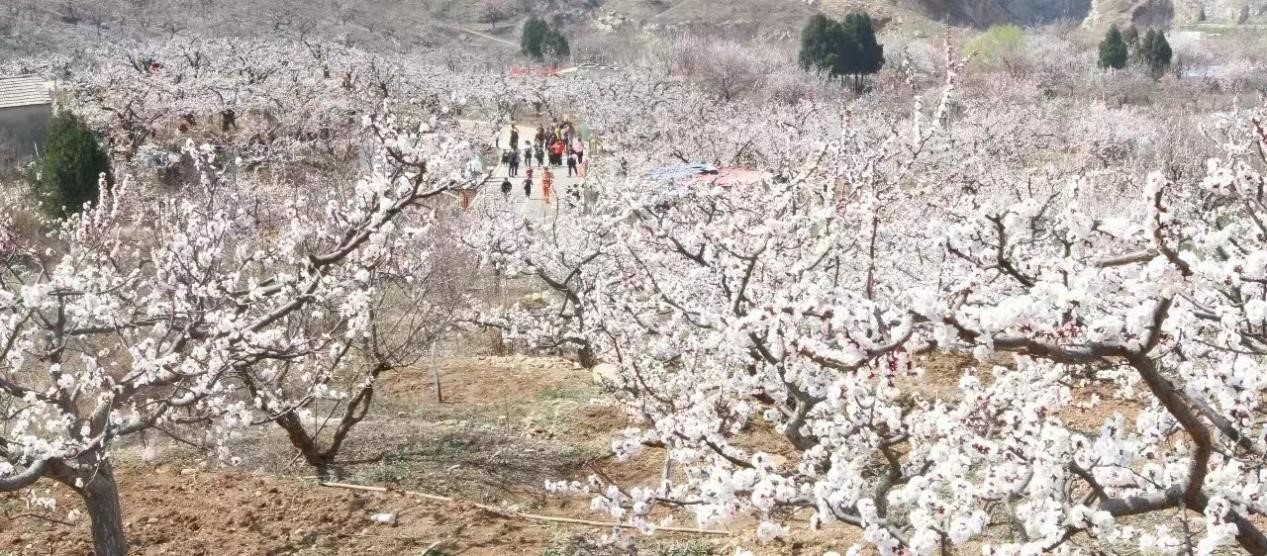 移风易俗焕发乡村新气象。相山区委宣传部供图