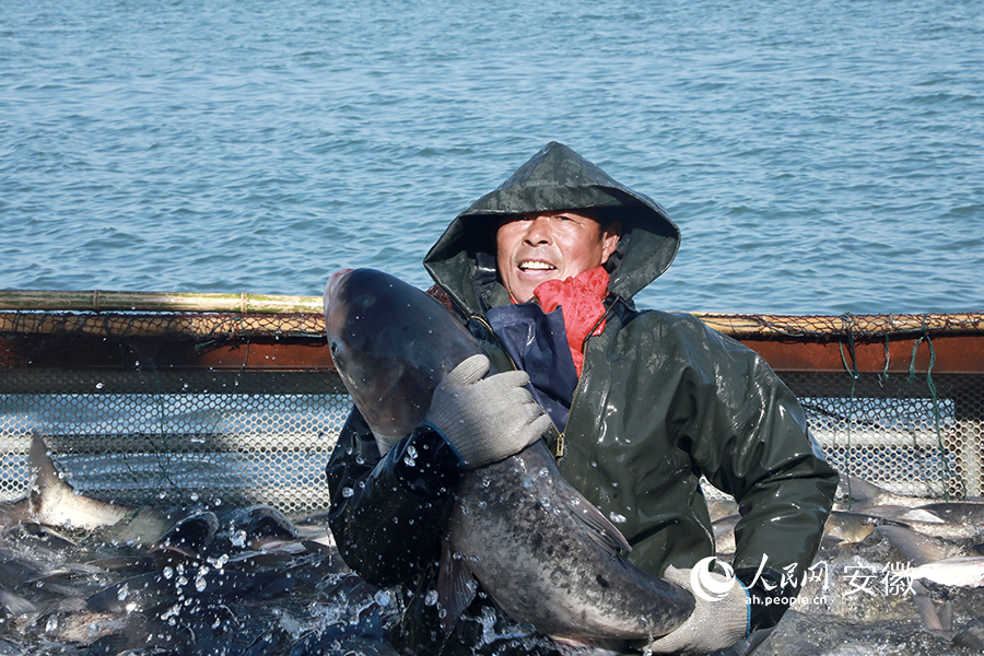 漁民抱著碩大的鰱魚，享受豐收喜悅。人民網 陶濤攝