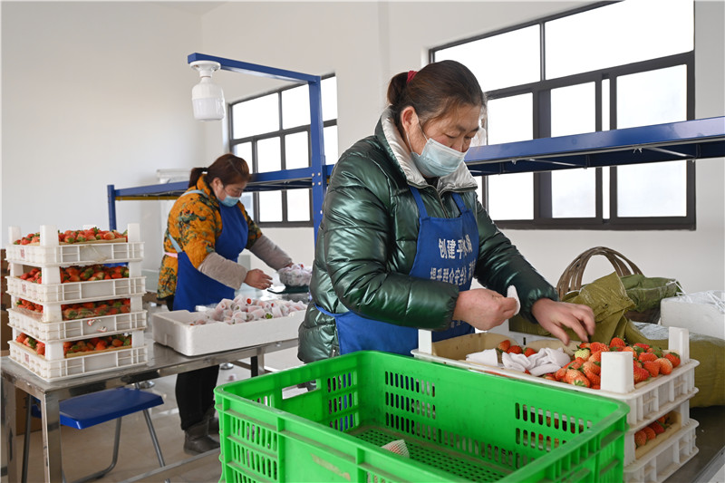 草莓分拣、包装。杜刚摄