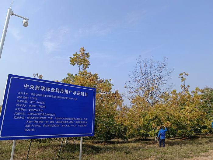童大井村碧根果種植基地。朱玲玲供圖