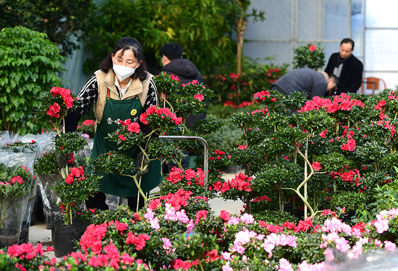 在安徽省肥西县中部花木城雪峰园艺的门店里，店主正在忙着整理苗木花卉。徐勇摄