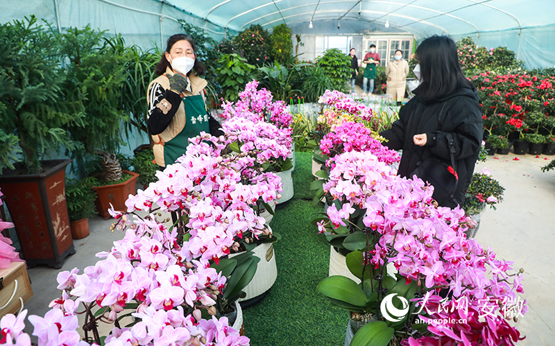 春节将至，许多市民前来选购苗木花卉。人民网 陶涛摄