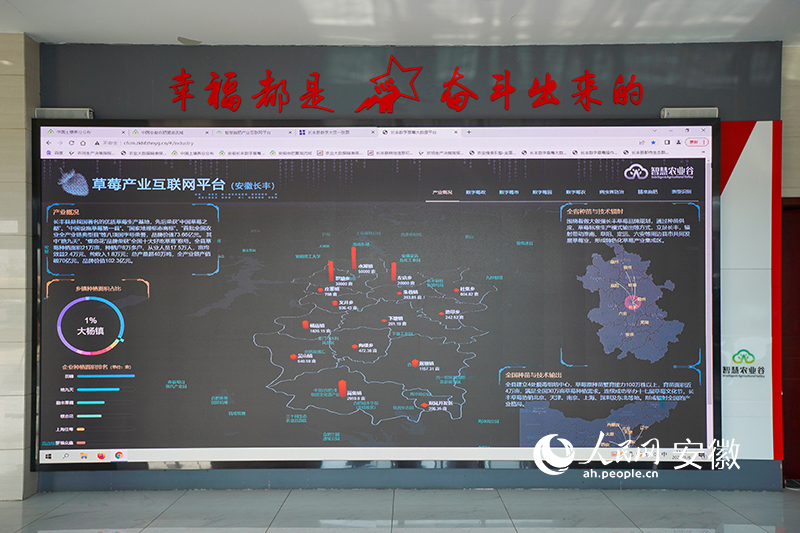 草莓产业互联网平台。人民网 陈若天摄