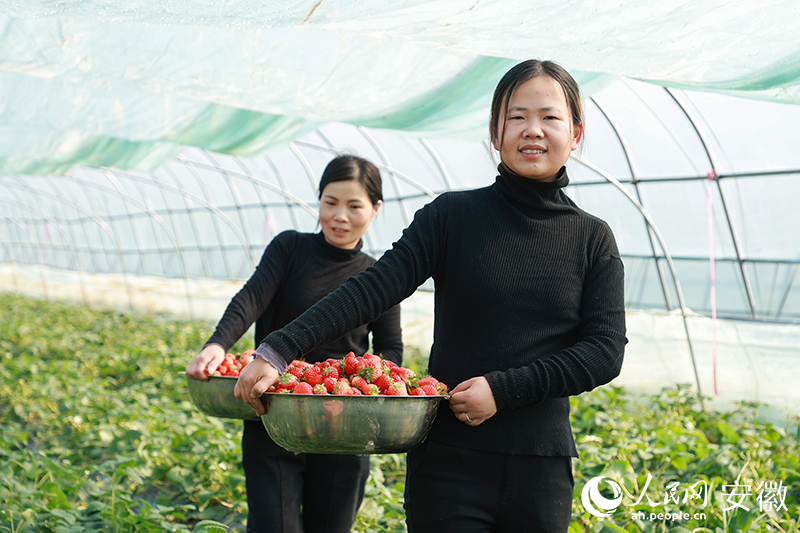 老郝的草莓又获丰收，亩均收益可达4万元。人民网 张俊摄