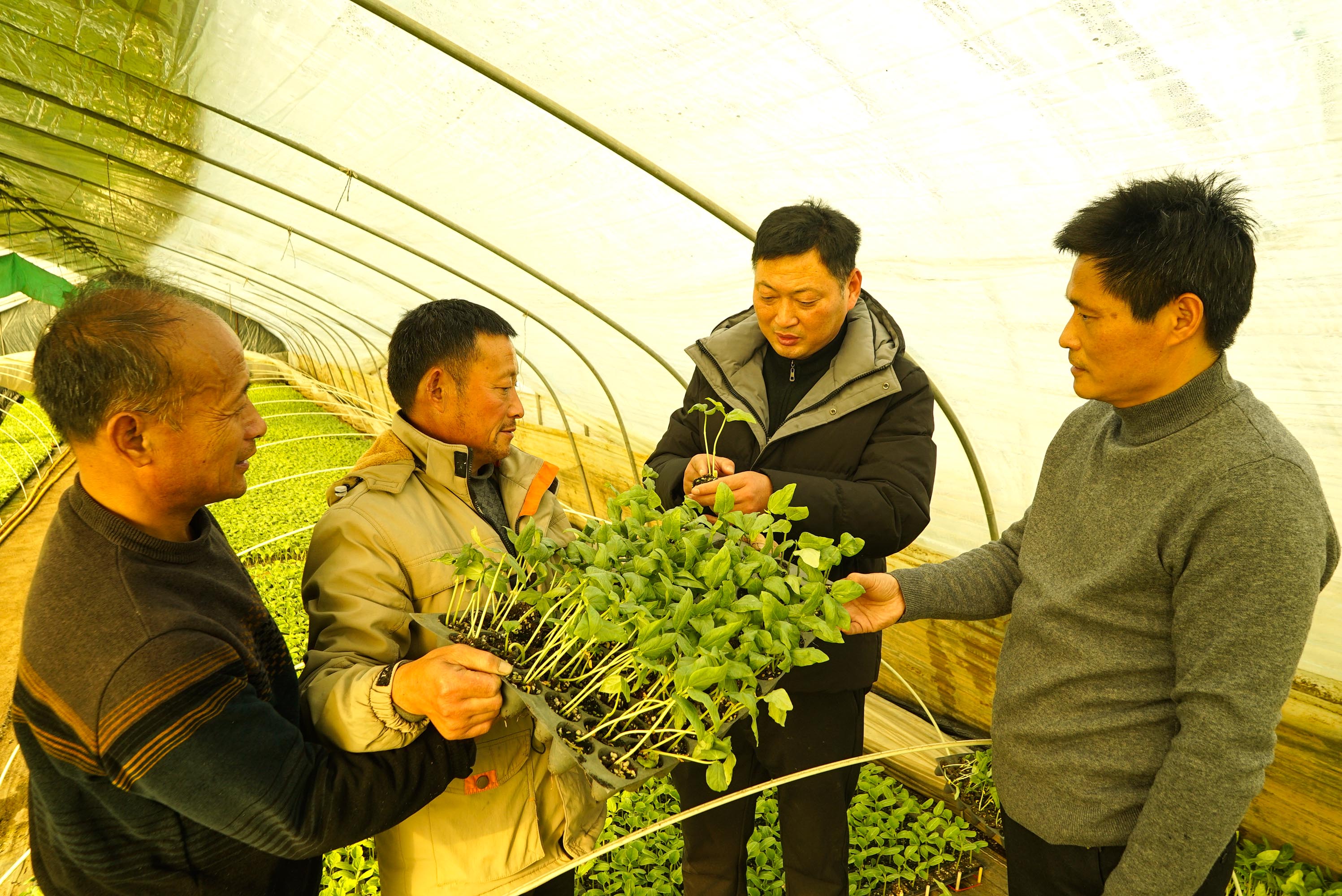 镇农技中心农艺师贾培俊正在给菜农讲解大棚冬季育苗温控制技术。李向前摄