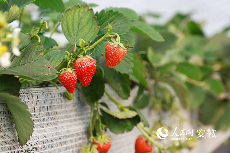 草莓迎来丰收季。人民网 张俊摄