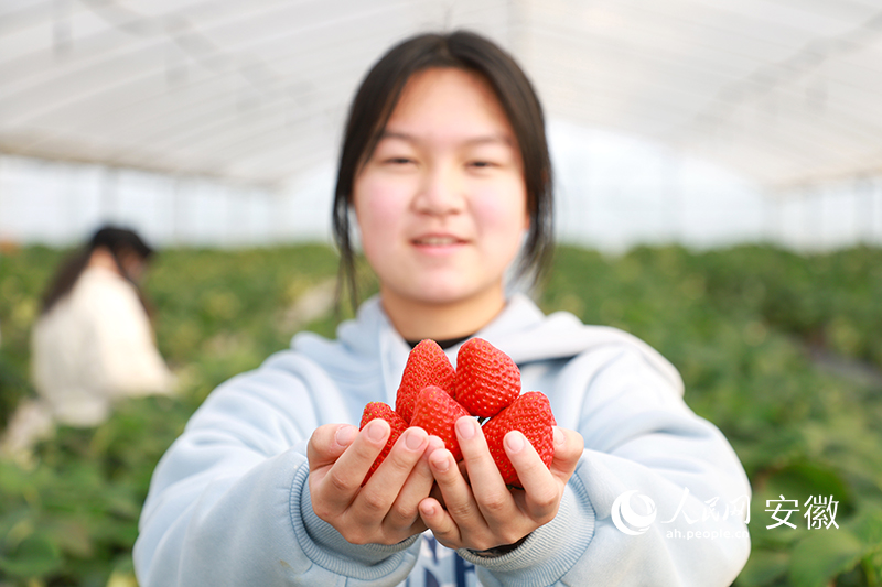 游客在大棚裡體驗草莓採摘。人民網 張俊攝