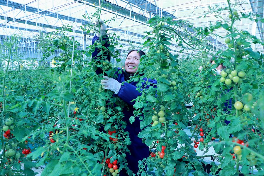 工人正在給小番茄攀藤條。彭紅玲供圖