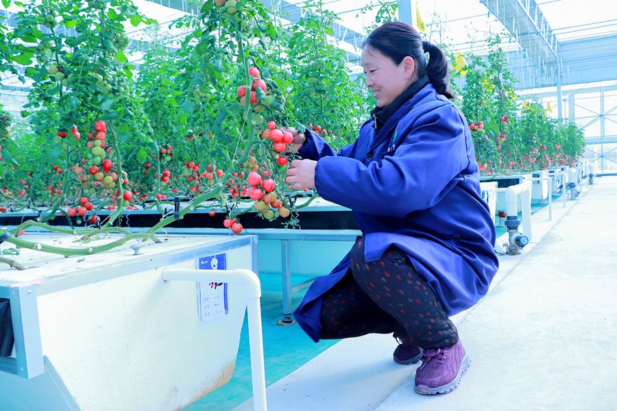 工人正在整理小番茄。彭紅玲供圖