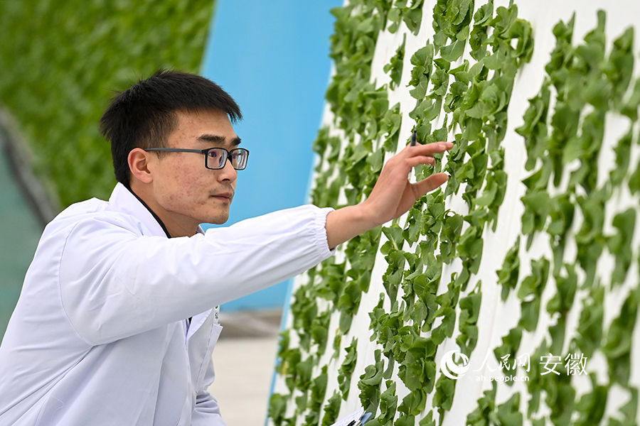 大学生“新农人”王坤儒在监测记录蔬菜生长情况。人民网记者 苗子健摄