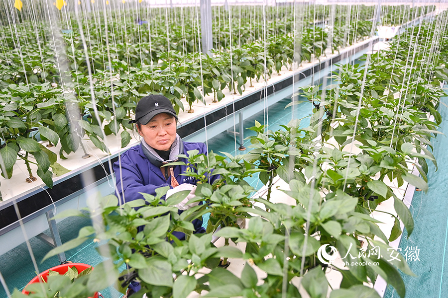 工作人员在智慧温室内对生长期的辣椒进行管护作业。人民网记者 苗子健摄