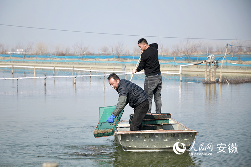 五河县沙湾村稻虾种养示范基地，农户正在放青虾苗。人民网 陶涛摄