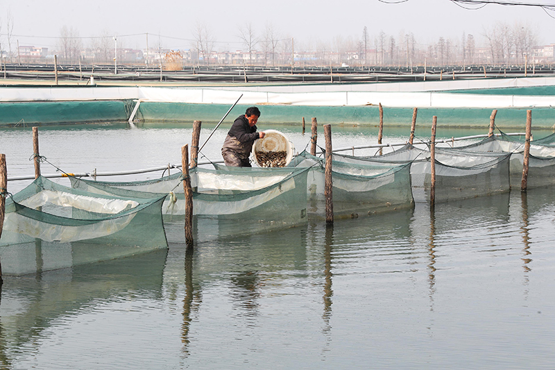 趁着天气晴好，五河县蟹农正在抓紧时间投放蟹苗。李向前摄