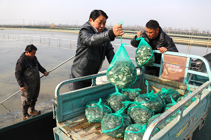 五河县水产工人们正在准备投放扣蟹苗种。李向前摄