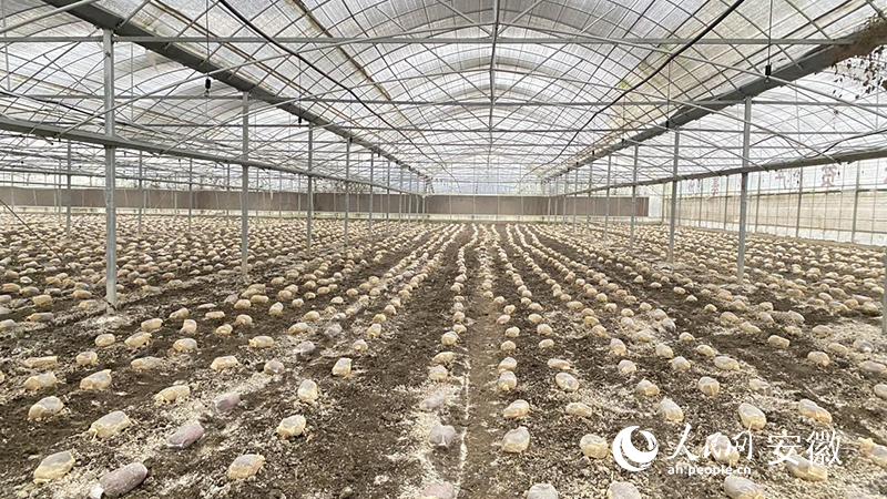 种植大棚内，羊肚菌吸收营养液努力向外冒头。人民网 吕欢欢摄