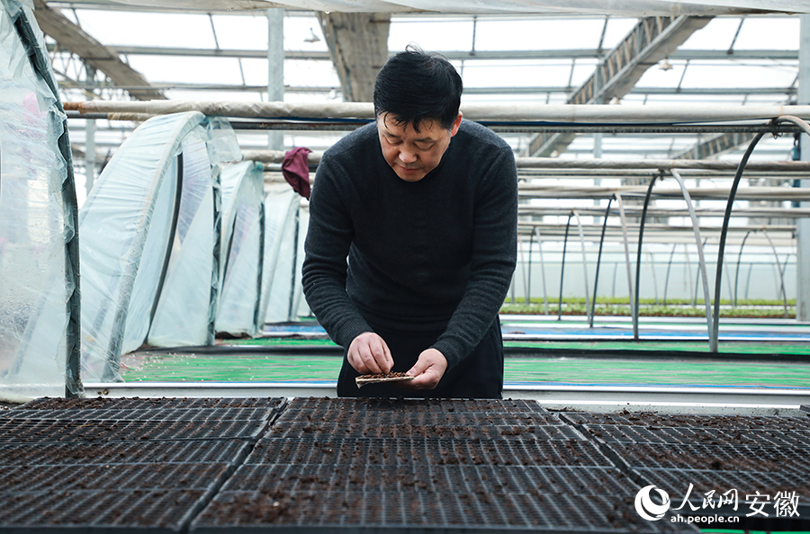 安徽省农业科技特派员王朋成正在试验新的种植技术。人民网 陶涛摄