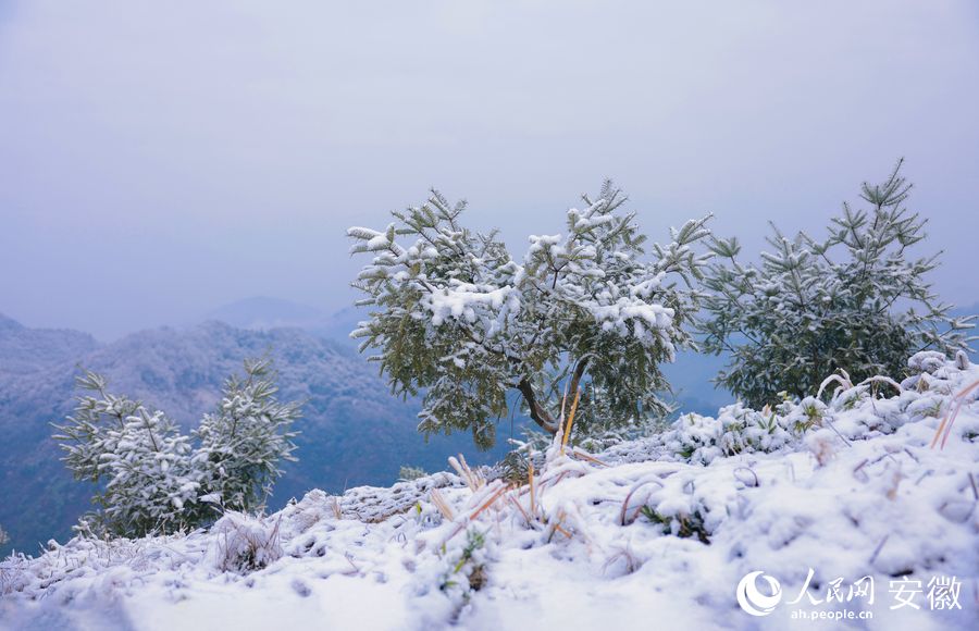 一场春雪后，山坡上种植的香榧苗木被白雪覆盖。人民网 王晓飞摄