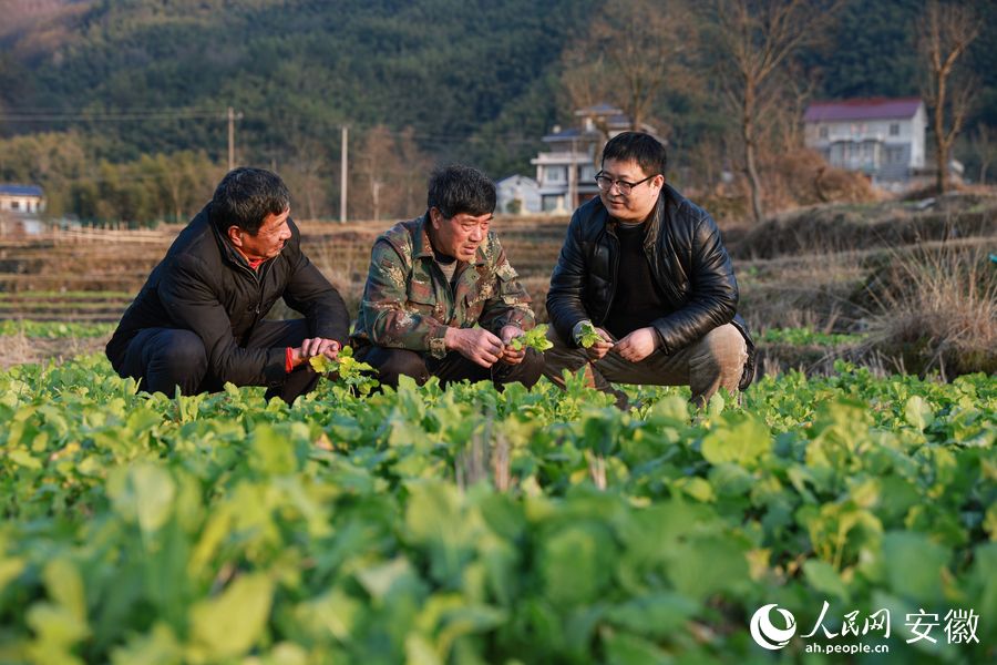 农艺师吴辉（右一）在田间地头指导农户油菜管理。人民网 张俊摄