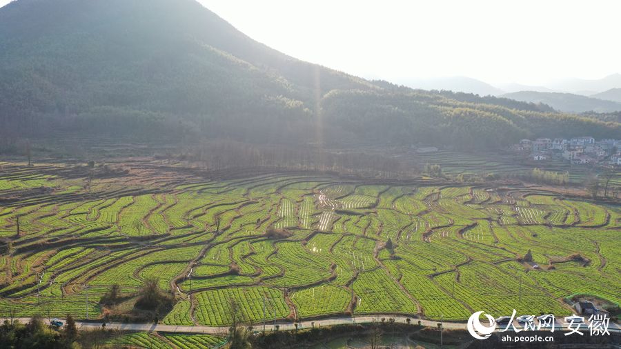 汪村村岭下梯田。人民网 张俊摄