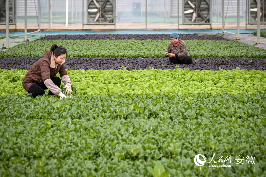 工作人员在采收成熟蔬菜。人民网记者 苗子健摄