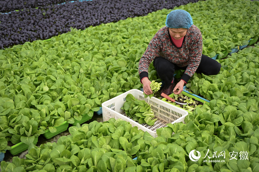 工作人员在采收成熟的蔬菜。人民网记者 苗子健摄