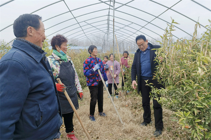 橘树春季管护知识培训。金安区委宣传部供图