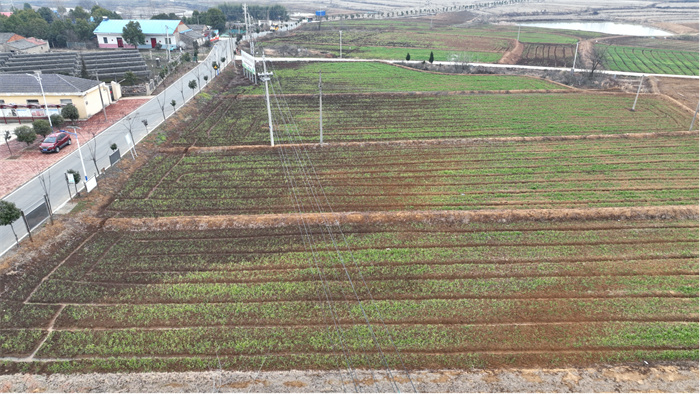 三十铺镇麦田俯视。金安区委宣传部供图
