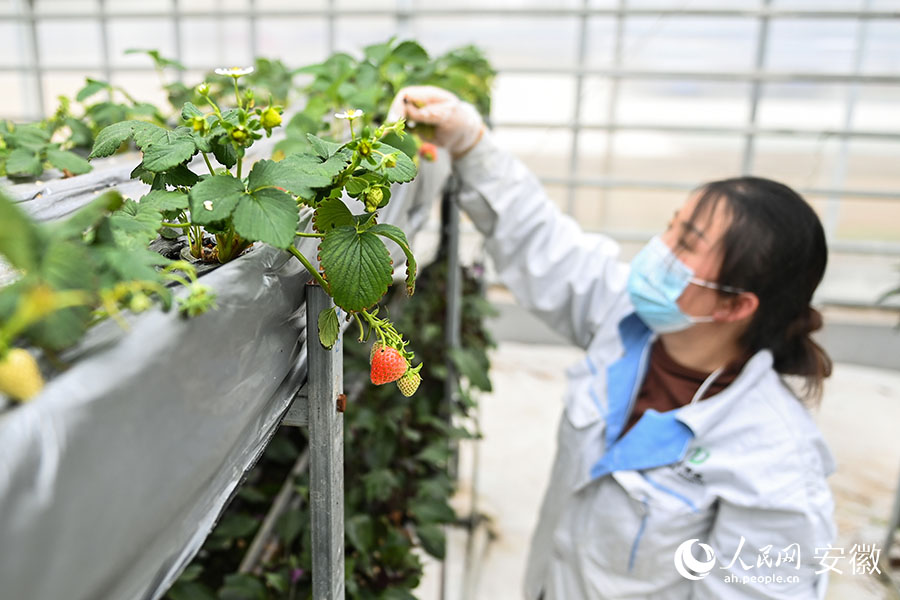 工作人员检查空中草莓长势。人民网记者 苗子健摄