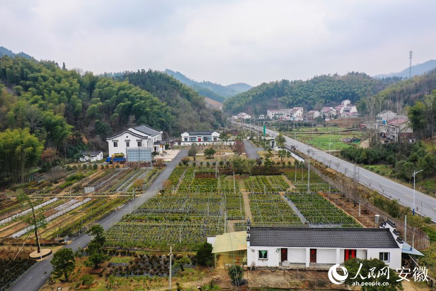 无人机视角下的古绿园生态观光园基地，各式各样的盆景展示出勃勃生机。人民网 陈若天摄
