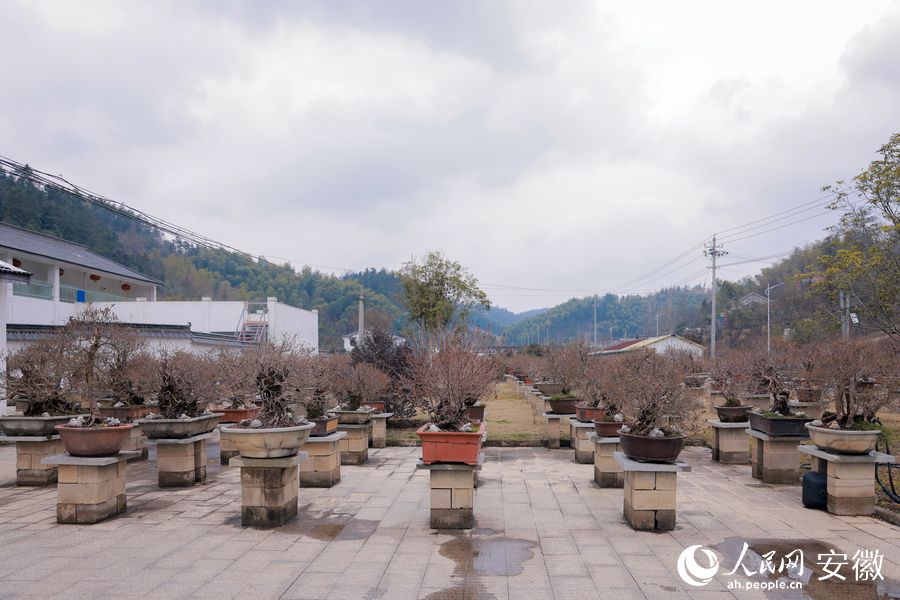 基地摆放着大量盆景，让人目不暇接。人民网 王晓飞摄
