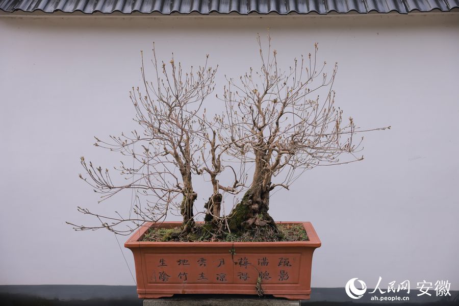 一株杜鹃盆景已冒出新芽。人民网 王晓飞摄