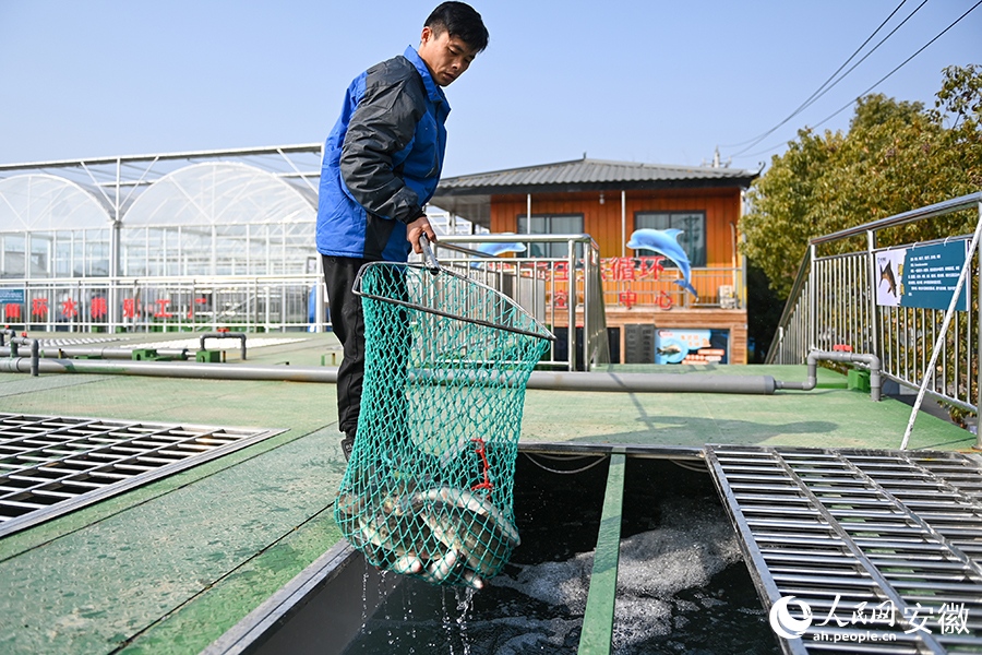 工作人员正在捕捞活鱼。人民网记者 苗子健摄
