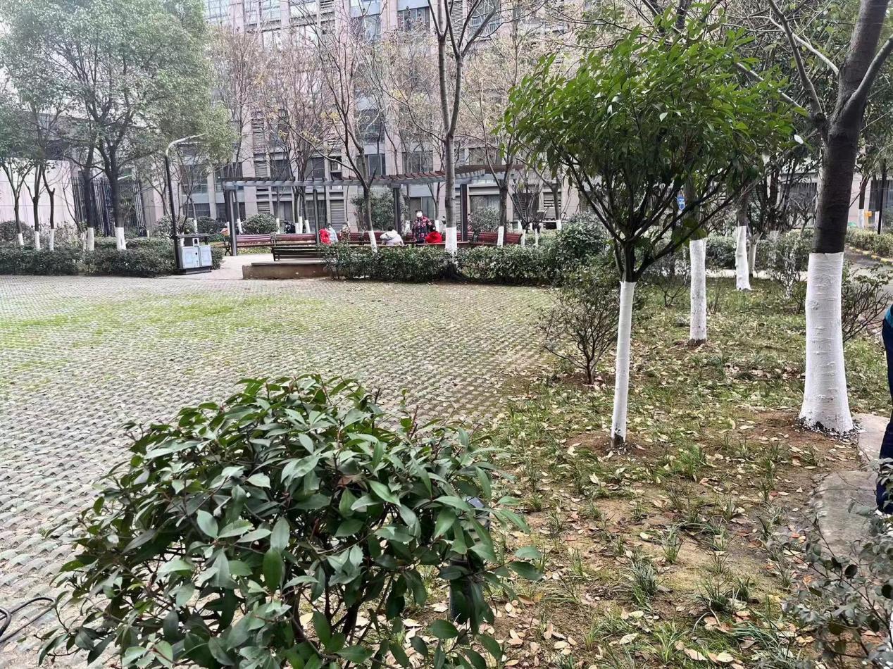 太平洋森公馆小区绿化带修复前。柏堰科技园供图